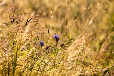 Cereal in the field before harvest on a sunny summer day. Summer.