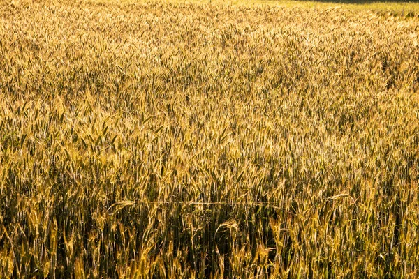 Cereal Field Harvest Sunny Summer Day Summer — 图库照片