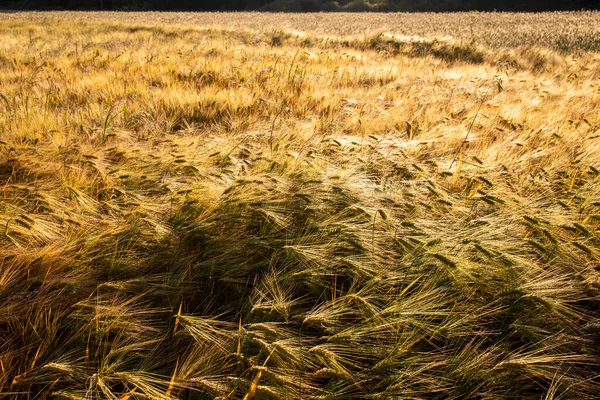 Cereal Field Harvest Sunny Summer Day Summer — Stok fotoğraf
