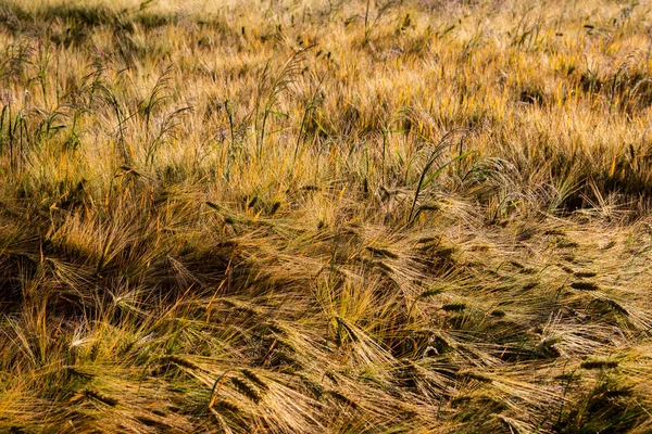 Зернові Перед Збиранням Врожаю Сонячний Літній День Літо — стокове фото