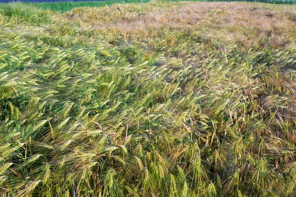 Cereal Field Harvest Sunny Summer Day Summer — Stock fotografie