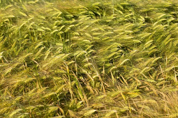 Cereal Field Harvest Sunny Summer Day Summer — Foto Stock