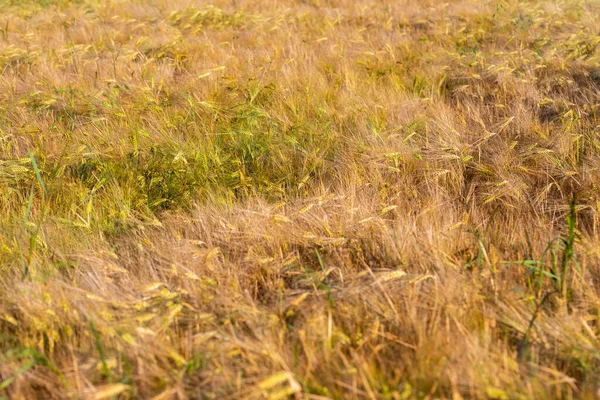 Cereal Field Harvest Sunny Summer Day Summer — Foto Stock