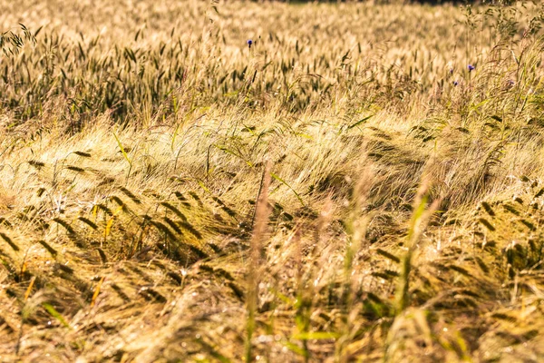 Cereal Field Harvest Sunny Summer Day Summer — Stok fotoğraf