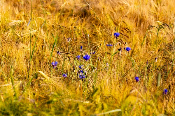 Cereal Field Harvest Sunny Summer Day Summer — Foto Stock