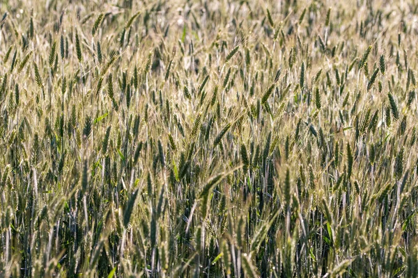 Cereal Field Harvest Sunny Summer Day Summer —  Fotos de Stock