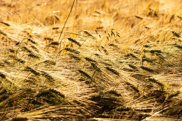 Close Grain Ears Harsh Summer Sun Light Summer — Stok fotoğraf