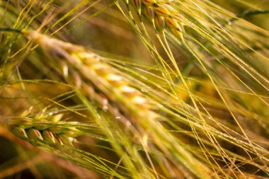 A close-up of grain ears under the harsh summer sun light. Summer.