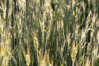 A close-up of grain ears under the harsh summer sun light. Summer.