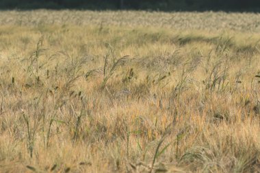 Cereal in the field before harvest on a sunny summer day. Summer.