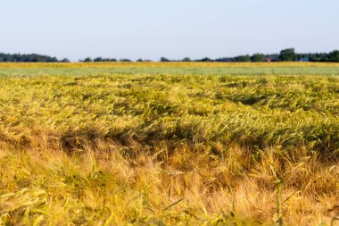 Cereal in the field before harvest on a sunny summer day. Summer.