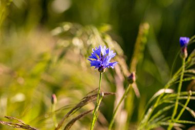 Cereal in the field before harvest on a sunny summer day. Summer.