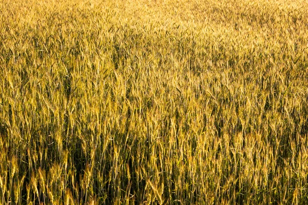 Cereal Field Harvest Sunny Summer Day Summer — Fotografia de Stock
