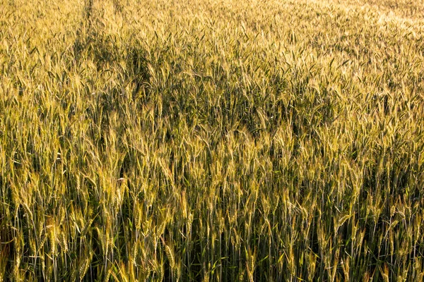 Cereal Field Harvest Sunny Summer Day Summer — 图库照片