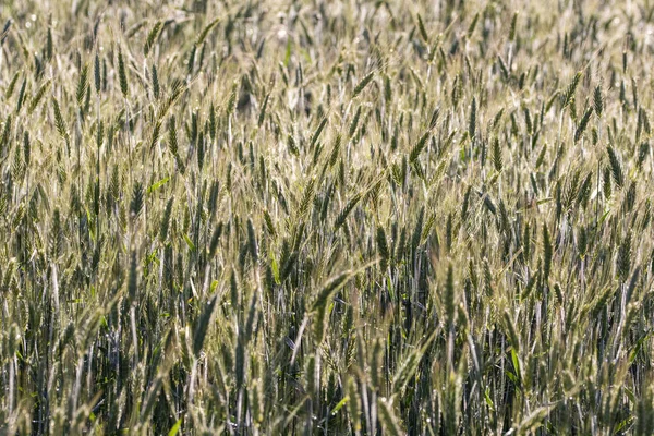 Зернові Перед Збиранням Врожаю Сонячний Літній День Літо — стокове фото
