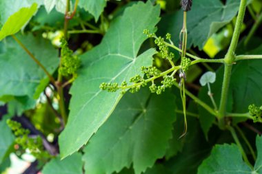 Genç bir sarmaşığın çiçekleri ve yaprakları Bir bahar gününün yumuşak ışığında.