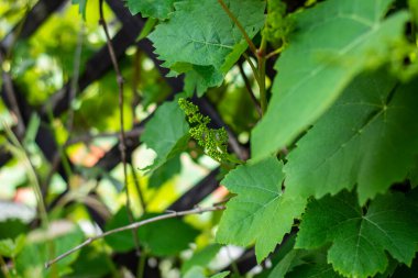 Genç bir sarmaşığın çiçekleri ve yaprakları Bir bahar gününün yumuşak ışığında.