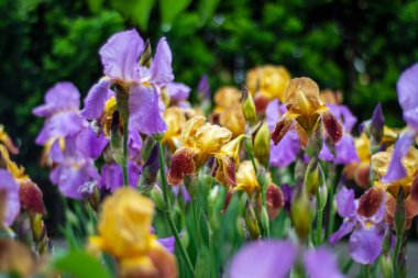Güneşli bir yaz gününde Bahçe yatağında çiçek açan irisler.