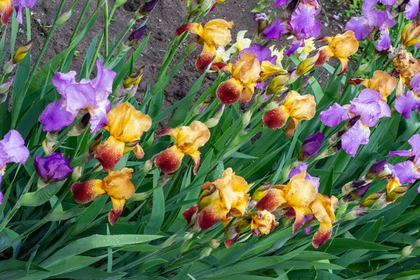 Blooming irises on a garden bed on a sunny summer day.