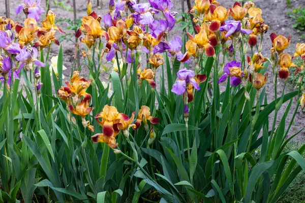 Blooming Irises Garden Bed Sunny Summer Day — стоковое фото