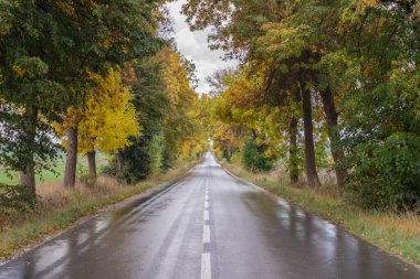 Yağmurdan sonra yağmurlu bir sonbahar gününde ağaçların arasında yol..