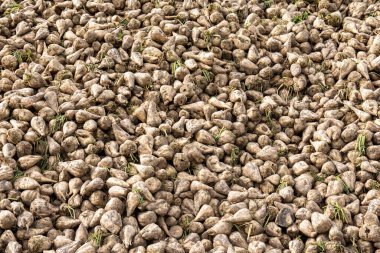 Tarlada toplanmış bir yığın şeker pancarı.. 