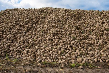 Tarlada toplanmış bir yığın şeker pancarı.. 