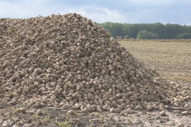 Tarlada toplanmış bir yığın şeker pancarı.. 