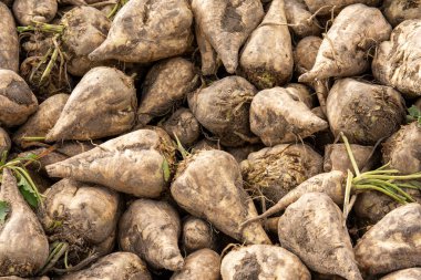 A heap of harvested sugar beet in the field.  clipart
