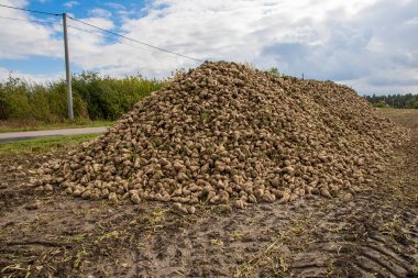 Tarlada toplanmış bir yığın şeker pancarı.. 