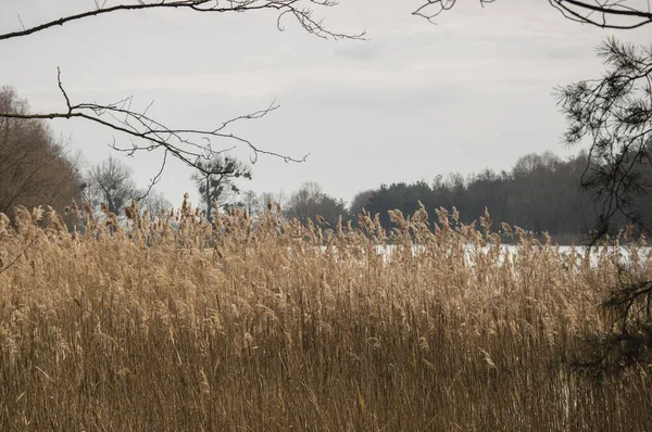 Bomen Riet Aan Oever Van Een Meer Een Zonnige Winterdag — Stockfoto