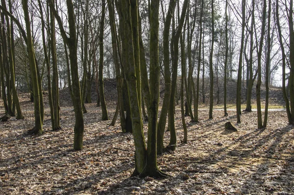 Alberi Canneti Sulla Riva Lago Una Giornata Invernale Soleggiata — Foto Stock