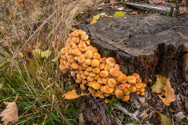 Cogumelos Micélio Toco Velho Meio Floresta Dia Claro Outono — Fotografia de Stock