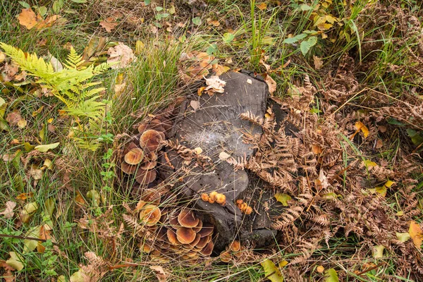 Champiñones Micelio Viejo Tocón Medio Del Bosque Día Claro Otoño — Foto de Stock