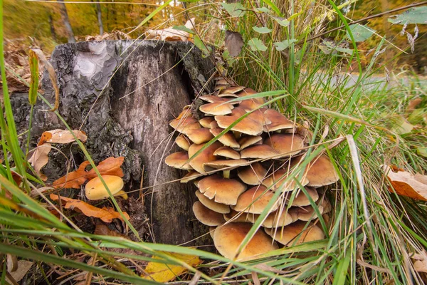 Champiñones Micelio Viejo Tocón Medio Del Bosque Día Claro Otoño — Foto de Stock