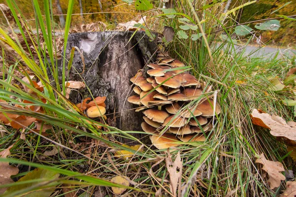 Champiñones Micelio Viejo Tocón Medio Del Bosque Día Claro Otoño — Foto de Stock