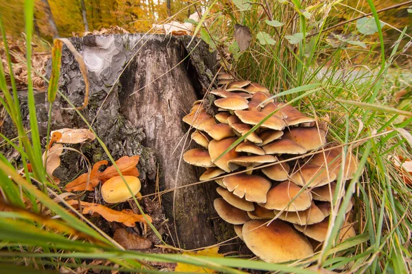 Grzyby Grzyby Starym Pniu Środku Lasu Jasny Jesienny Dzień — Zdjęcie stockowe