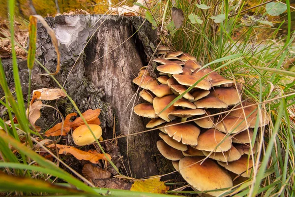 Champiñones Micelio Viejo Tocón Medio Del Bosque Día Claro Otoño — Foto de Stock