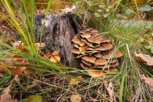 Champiñones Micelio Viejo Tocón Medio Del Bosque Día Claro Otoño — Foto de Stock