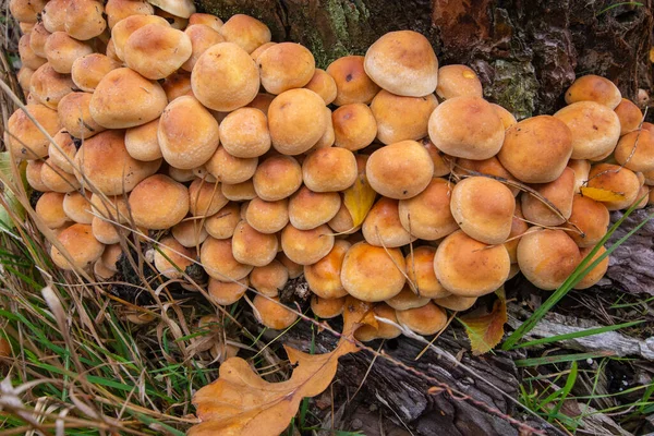 Champiñones Micelio Viejo Tocón Medio Del Bosque Día Claro Otoño — Foto de Stock