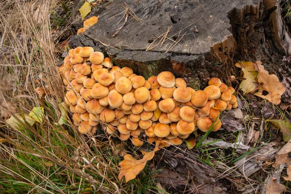 Champignons Mycélium Sur Une Vieille Souche Milieu Forêt Par Une — Photo