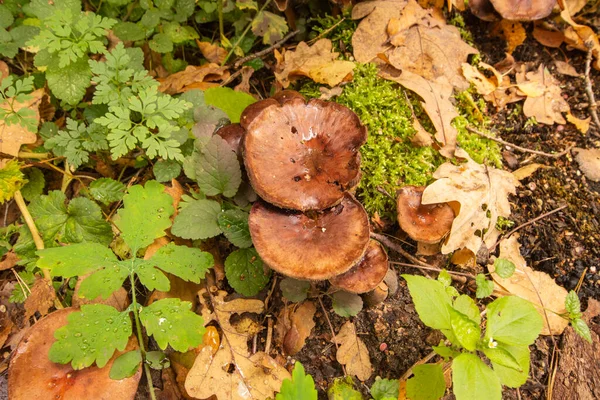 Funghi Micelio Vecchio Ceppo Mezzo Alla Foresta Una Chiara Giornata — Foto Stock