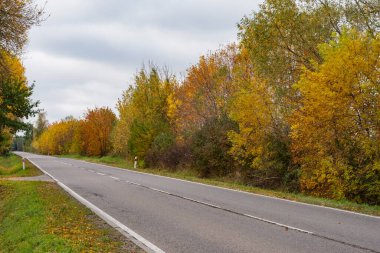 Sonbahar ormanı güneş ışınlarında ve sonbahar renklerinde yol.