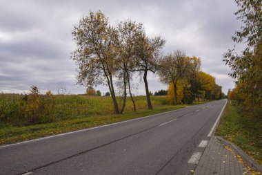 Sonbahar ormanı güneş ışınlarında ve sonbahar renklerinde yol.