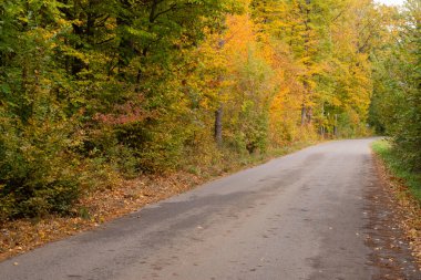 Sonbahar ormanı güneş ışınlarında ve sonbahar renklerinde yol.