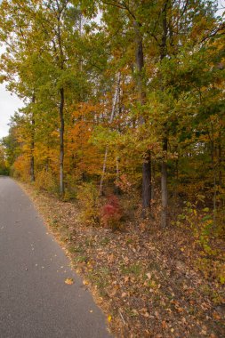 Sonbahar ormanı güneş ışınlarında ve sonbahar renklerinde yol.