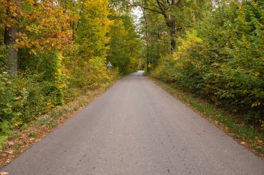 Sonbahar ormanı güneş ışınlarında ve sonbahar renklerinde yol.