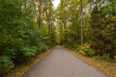 Sonbahar ormanı güneş ışınlarında ve sonbahar renklerinde yol.