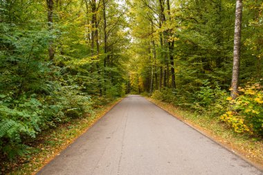 Sonbahar ormanı güneş ışınlarında ve sonbahar renklerinde yol.