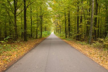 Sonbahar ormanı güneş ışınlarında ve sonbahar renklerinde yol.